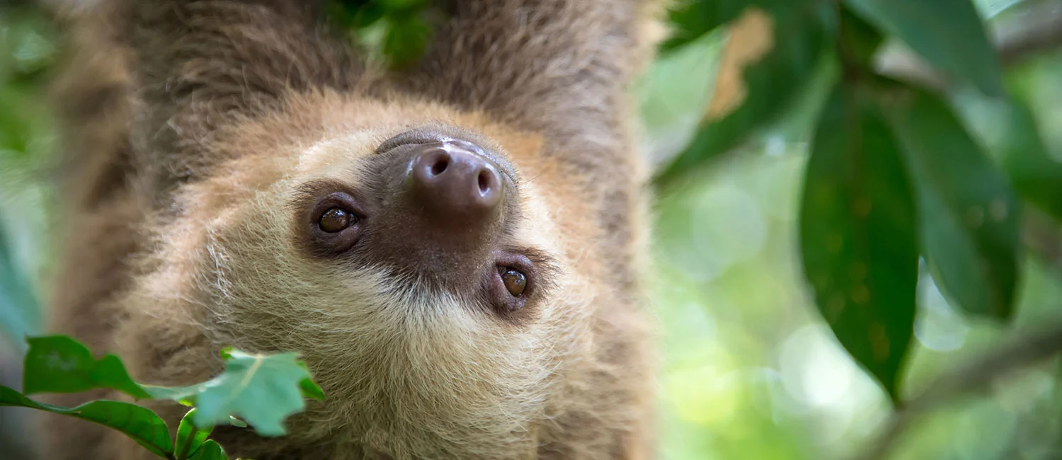 An animal at the Naples Zoo