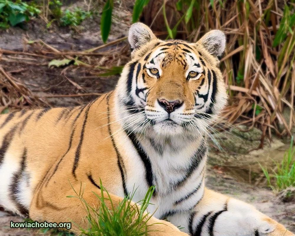 A tiger at Kowiachobee Animal Preserve in Naples, FL
